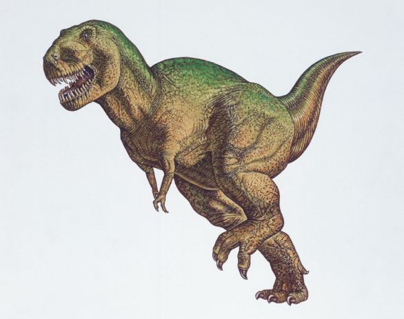 Tyrannosaurus, dinosauro vissuto durante il Cretaceo superiore nell'America Settentrionale Il Tyrannosaurus è stato uno dei più temibili predatori mai comparsi sulla Terra. Era un gigantesco dinosauro carnivoro di 7 tonnellate di peso per 6 metri di altezza, che si muoveva solo sulle zampe posteriori, muscolose e abbastanza lunghe da permettergli una rapida accelerazione nella corsa. La bocca era provvista di oltre 50 denti, enormi, seghettati su entrambi i margini, taglienti e ricurvi all’indietro: grazie a questa dentatura il Tyrannosaurus era in grado di dilaniare una preda strappando enormi bocconi di carne con un unico morso.
Tyrannosaurus, dinosauro vissuto durante il Cretaceo superiore nell'America Settentrionale Il Tyrannosaurus è stato uno dei più temibili predatori mai comparsi sulla Terra. Era un gigantesco dinosauro carnivoro di 7 tonnellate di peso per 6 metri di altezza, che si muoveva solo sulle zampe posteriori, muscolose e abbastanza lunghe da permettergli una rapida accelerazione nella corsa. La bocca era provvista di oltre 50 denti, enormi, seghettati su entrambi i margini, taglienti e ricurvi all’indietro: grazie a questa dentatura il Tyrannosaurus era in grado di dilaniare una preda strappando enormi bocconi di carne con un unico morso.