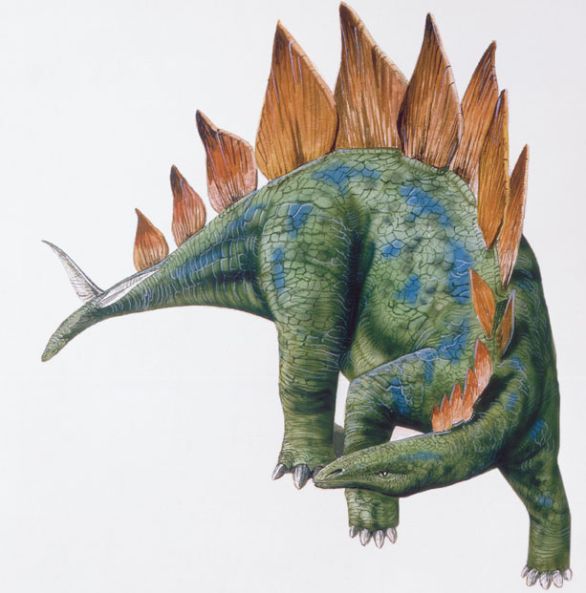 Stegosaurus, dinosauro vissuto durante il Giurassico superiore nell'America Settentrionale Il nome Stegosaurus, che significa Stegosaurus, dinosauro vissuto durante il Giurassico superiore nell'America Settentrionale Il nome Stegosaurus, che significa