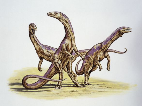 Coelophysis, dinosauro vissuto durante il Triassico nell'America Settentrionale Coelophysis è stato uno dei primi dinosauri a comparire nel Triassico. L'animale aveva una struttura leggera e agile, adatta per la velocità, e si spostava rapidamente sui 2 arti posteriori lunghi e magri. Piccoli animali come lucertole, anfibi e insetti erano le vittime più comuni di Coelophysis, che in branco era in grado di uccidere anche una preda di grandi dimensioni. Coelophysis, dinosauro vissuto durante il Triassico nell'America Settentrionale Coelophysis è stato uno dei primi dinosauri a comparire nel Triassico. L'animale aveva una struttura leggera e agile, adatta per la velocità, e si spostava rapidamente sui 2 arti posteriori lunghi e magri. Piccoli animali come lucertole, anfibi e insetti erano le vittime più comuni di Coelophysis, che in branco era in grado di uccidere anche una preda di grandi dimensioni.