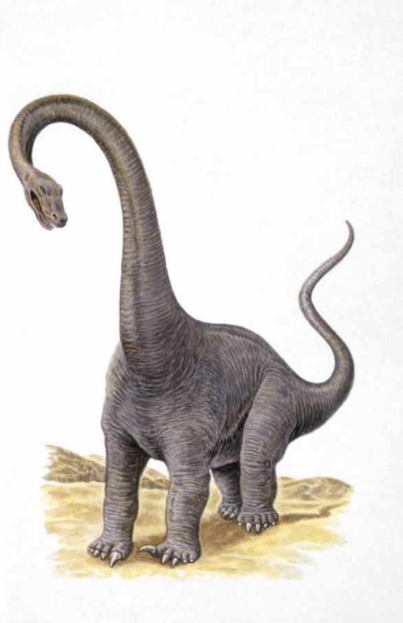Diplodocus, dinosauro vissuto durante il Giurassico superiore nell'America Settentrionale Diplodocus era un dinosauro enorme, il più lungo tra quelli conosciuti: l’altezza era di 6 metri, il peso di 30 tonnellate. Aveva collo lungo e cranio minuscolo, i denti erano presenti solo nella parte anteriore della bocca, la coda, lunghissima era un’arma terribile: azionata da potenti muscoli scattava lateralmente a velocità incredibile, sibilando come una frusta, e poteva spezzare le zampe dei predatori che tentavano di sorprenderlo. Diplodocus, dinosauro vissuto durante il Giurassico superiore nell'America Settentrionale Diplodocus era un dinosauro enorme, il più lungo tra quelli conosciuti: l’altezza era di 6 metri, il peso di 30 tonnellate. Aveva collo lungo e cranio minuscolo, i denti erano presenti solo nella parte anteriore della bocca, la coda, lunghissima era un’arma terribile: azionata da potenti muscoli scattava lateralmente a velocità incredibile, sibilando come una frusta, e poteva spezzare le zampe dei predatori che tentavano di sorprenderlo.