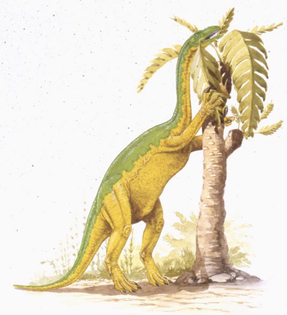 Anchisaurus, dinosauro vissuto durante il Giurassico nell'America settentrionale L'anchisauro era un dinosauro erbivoro appartenente all'ordine dei Saurischi, comprendente i grandi dinosauri erbivori degli infraordini dei Prosauropodi e dei Sauropodi. Alcuni dei membri più noti del gruppo sono Diplodocus e Apatosaurus (comunemente noto come Brontosaurus), entrambi vissuti nel Giurassico. Anchisaurus, dinosauro vissuto durante il Giurassico nell'America settentrionale L'anchisauro era un dinosauro erbivoro appartenente all'ordine dei Saurischi, comprendente i grandi dinosauri erbivori degli infraordini dei Prosauropodi e dei Sauropodi. Alcuni dei membri più noti del gruppo sono Diplodocus e Apatosaurus (comunemente noto come Brontosaurus), entrambi vissuti nel Giurassico.