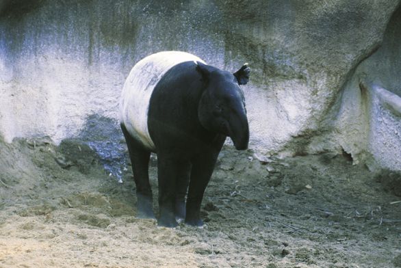 Tapiro della Malesia (Tapirus indicus) Presente nelle foreste pluviali del Sudest Asiatico, in Indocina, nella Penisola Malese e a Sumatra, il tapiro della Malesia era un tempo assai diffuso, mentre oggi è raro e in pericolo di estinzione. Di abitudini notturne, si ciba di erba, foglie, piante acquatiche e arbusti, che afferra e introduce in bocca con la carnosa proboscide.