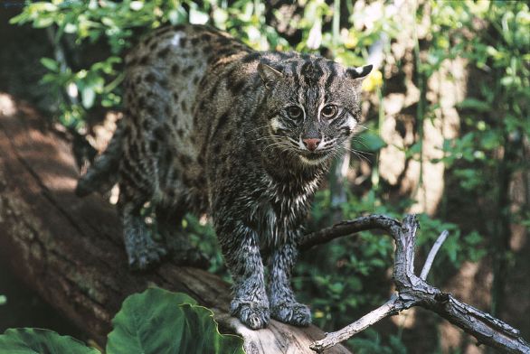 Gatto pescatore (Prionailurus viverrinus) Il gatto pescatore è presente nelle foreste e nelle regioni umide dell’India, dell’Indocina e dell’Arcipelago della Sonda (Malaysia). È abilissimo nel catturare i pesci con rapide zampate, ma la sua dieta comprende anche roditori, insetti, rettili, conigli e piccoli bovini, ed è in grado di abbattere prede più grandi di lui. La bonifica delle zone umide e la pesca eccessiva hanno fatto sì che la specie sia in pericolo di estinzione.