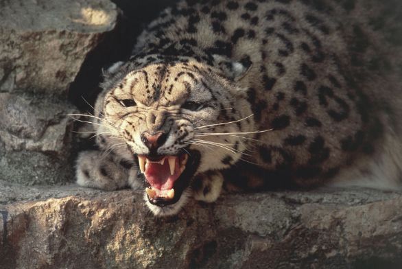 Leopardo delle nevi (Uncia uncia) Endemico delle alte montagne del Tibet, il leopardo delle nevi (o irbis) presenta un folto mantello grigiastro lievemente tinto di crema, che gli consente di sopportare temperature rigidissime, mentre le ampie piante dei piedi fungono da racchette per non sprofondare nella neve. In seguito all’indiscriminata caccia praticata per la sua pregiata pelliccia, oggi il leopardo delle nevi è assai raro.
