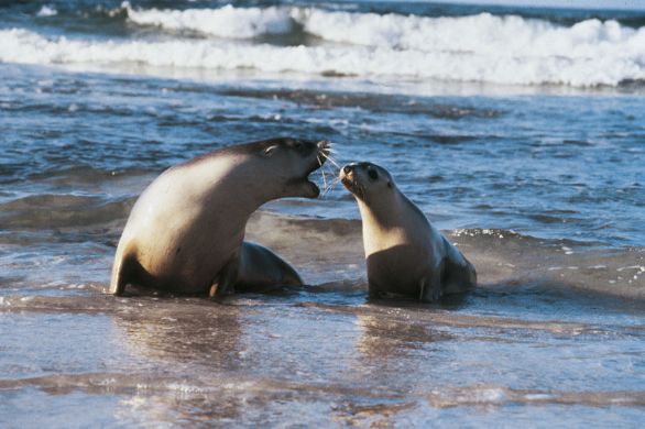 Leone marino australiano (Neophoca cinerea) Il leone marino australiano è presente ormai solo lungo le coste meridionali dell’Australia ed è a rischio di estinzione. Cacciato a lungo per la pelle e l’olio, è oggi minacciato soprattutto dalla pesca con le reti, in cui spesso resta impigliato.