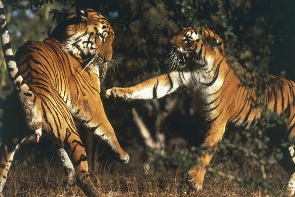 Tigre del Bengala (Panthera tigris tigris) Presente in India, Indocina, Cina, Russia e nella regione himalayana, la tigre del Bengala vive in aree caratterizzate dalla presenza di acqua e vegetazione. Caccia preferibilmente nelle ore notturne: con un lento e silenzioso avvicinamento, favorito dal mimetismo del mantello, raggiunge le prede, quindi le afferra alla gola con un morso trattenendole fino alla morte. La tigre del Bengala, come le altre tigri, è in pericolo di estinzione sia per la deforestazione, che riduce drasticamente l’habitat in cui vive, sia per la persecuzione da parte dell’uomo in quanto considerata animale pericoloso.