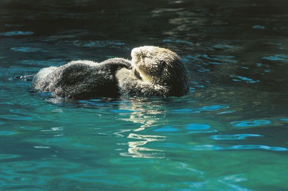 Lontra marina (Enhydra lutris) La lontra marina, un tempo piuttosto diffusa lungo le coste dell’oceano Pacifico settentrionale, è giunta alle soglie dell’estinzione a causa della caccia e oggi è protetta. Vive da sola o in gruppi familiari e si nutre di pesci e altri animali acquatici. Abile nuotatrice, cattura le prede lanciandosi al loro inseguimento oppure tendendo agguati. Spesso nuota vorticosamente sul fondo per smuovere la sabbia e portare allo scoperto piccoli animali che poi divora o sfrutta come esca per attirare altri pesci.