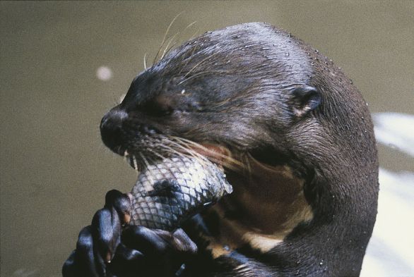 Lontra gigante del Brasile (Pteronura brasiliensis) Chiamata anche arirai, la lontra gigante del Brasile vive in fiumi e laghi di Brasile, Guyana, Uruguay e Argentina settentrionale, ed è diventata assai rara a causa della caccia alla sua pregiata pelliccia. Caratterizzata da abitudini diurne, vive in gruppi familiari di 5-8 individui che dispongono di un territorio di caccia superiore ai 10 chilometri quadrati. Si nutre essenzialmente di pesci, talora di piccoli mammiferi, rettili e uccelli.