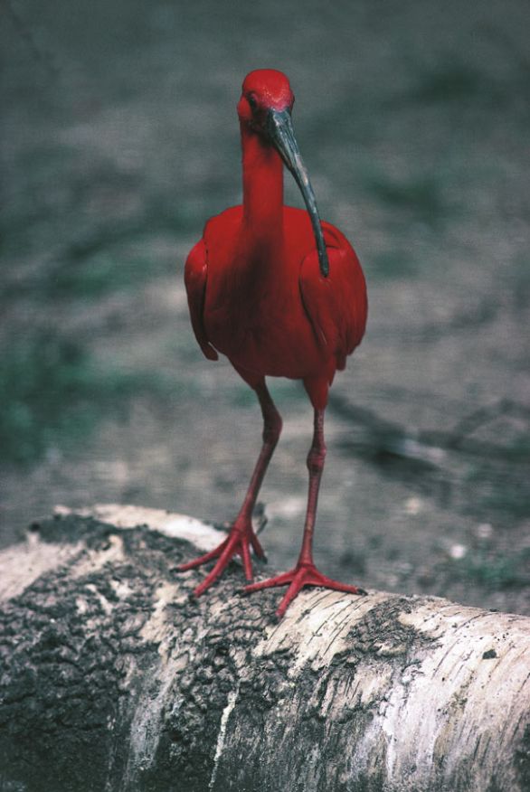 L'ibis rosso L'ibis rosso fa parte della famiglia dei Treschiornitidi e vive nelle zone acquitrinose dell'America meridionale. Si differenzia dalle altre specie per il bel piumaggio di colore rosso scarlatto. L'ibis rosso L'ibis rosso fa parte della famiglia dei Treschiornitidi e vive nelle zone acquitrinose dell'America meridionale. Si differenzia dalle altre specie per il bel piumaggio di colore rosso scarlatto.