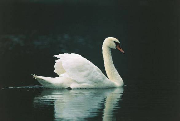 Il cigno reale Il cigno reale appartiene alla famiglia degli Anatidi. La specie tendenzialmente vive in gruppo tranne nel periodo riproduttivo, quando gli stormi si suddividono in coppie. Allo stato selvatico è presente in Europa e nell'Asia settentrionale, da dove migra verso sud all'approssimarsi dell'inverno. Il cigno reale Il cigno reale appartiene alla famiglia degli Anatidi. La specie tendenzialmente vive in gruppo tranne nel periodo riproduttivo, quando gli stormi si suddividono in coppie. Allo stato selvatico è presente in Europa e nell'Asia settentrionale, da dove migra verso sud all'approssimarsi dell'inverno.