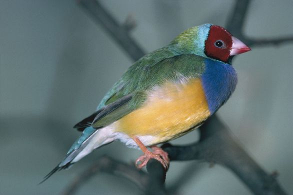 Il Diamante della signora Gould Il Diamante di Gould è un piccolo uccello che venne scoperto dal naturalista John Gould nel corso dei suoi viaggi in Australia fra il 1838 e il 1840. L'uccello porta questo nome in onore della moglie dello scopritore che era appena scomparsa. Il Diamante della signora Gould Il Diamante di Gould è un piccolo uccello che venne scoperto dal naturalista John Gould nel corso dei suoi viaggi in Australia fra il 1838 e il 1840. L'uccello porta questo nome in onore della moglie dello scopritore che era appena scomparsa.