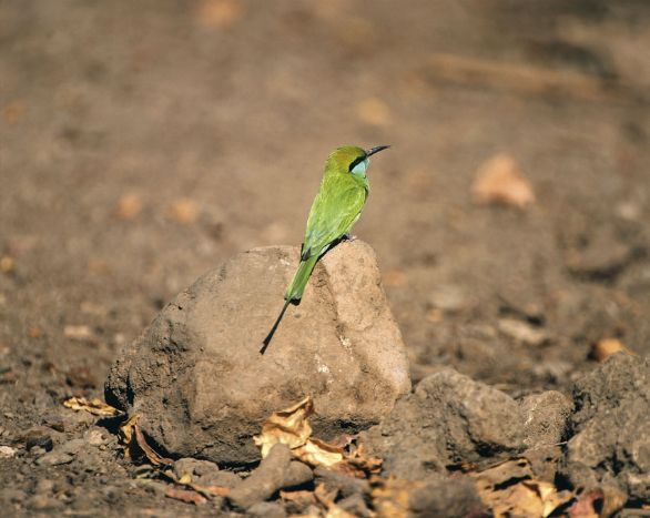 Il gruccione verde nel Parco Nazionale di Gir in India Il gruccione appartiene alla famiglia dei Meropidi ed è originario dell'Europa e dell'Asia centrali, ma migra in Africa all'avvicinarsi dell'inverno. È particolarmente ghiotto di api, ma si nutre di ogni sorta di insetti che cattura in volo. Il gruccione verde nel Parco Nazionale di Gir in India Il gruccione appartiene alla famiglia dei Meropidi ed è originario dell'Europa e dell'Asia centrali, ma migra in Africa all'avvicinarsi dell'inverno. È particolarmente ghiotto di api, ma si nutre di ogni sorta di insetti che cattura in volo.