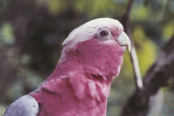 Il parrocchetto rosa Il parrocchetto rosa o Il parrocchetto rosa Il parrocchetto rosa o