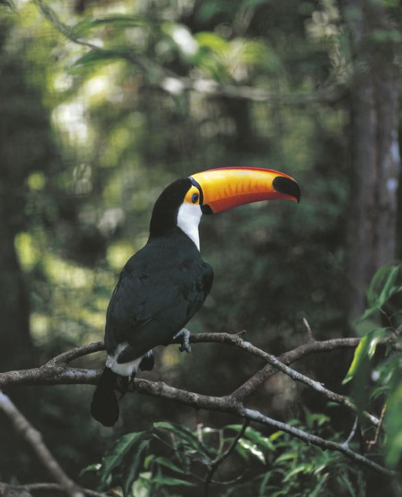 Il tucano nella Riserva Naturale d'Iguacu in Brasile Il tucano fa parte della famiglia dei Ranfastidi e abita le foreste dell'America tropicale. È caratterizzato dal gigantesco e lungo becco, costituito da un tessuto osseo spugnoso e quindi leggero. Conduce una vita prevalentemente arboricola, cibandosi soprattutto di frutta. Il tucano nella Riserva Naturale d'Iguacu in Brasile Il tucano fa parte della famiglia dei Ranfastidi e abita le foreste dell'America tropicale. È caratterizzato dal gigantesco e lungo becco, costituito da un tessuto osseo spugnoso e quindi leggero. Conduce una vita prevalentemente arboricola, cibandosi soprattutto di frutta.