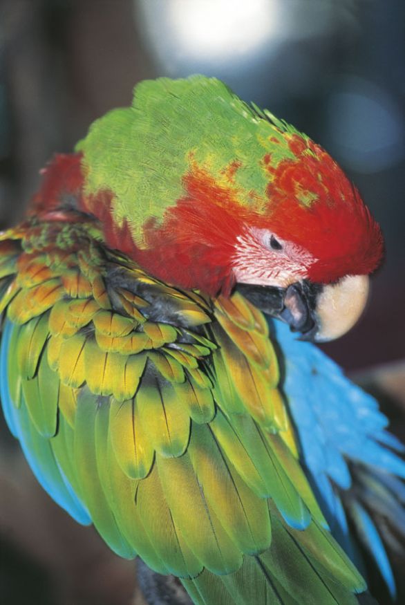 Il pappagallo Ara nella riserva naturale di Xel-Hà in Messico Il pappagallo Ara appartiene alla famiglia degli Psittaciformi, è assai noto per la bellezza del suo piumaggio giallo-azzurro, nonché per la relativa facilità con cui può venire addomesticato. Può superare il metro di lunghezza e vive in piccoli branchi nelle foreste dell'America centro-meridionale. Il pappagallo Ara nella riserva naturale di Xel-Hà in Messico Il pappagallo Ara appartiene alla famiglia degli Psittaciformi, è assai noto per la bellezza del suo piumaggio giallo-azzurro, nonché per la relativa facilità con cui può venire addomesticato. Può superare il metro di lunghezza e vive in piccoli branchi nelle foreste dell'America centro-meridionale.