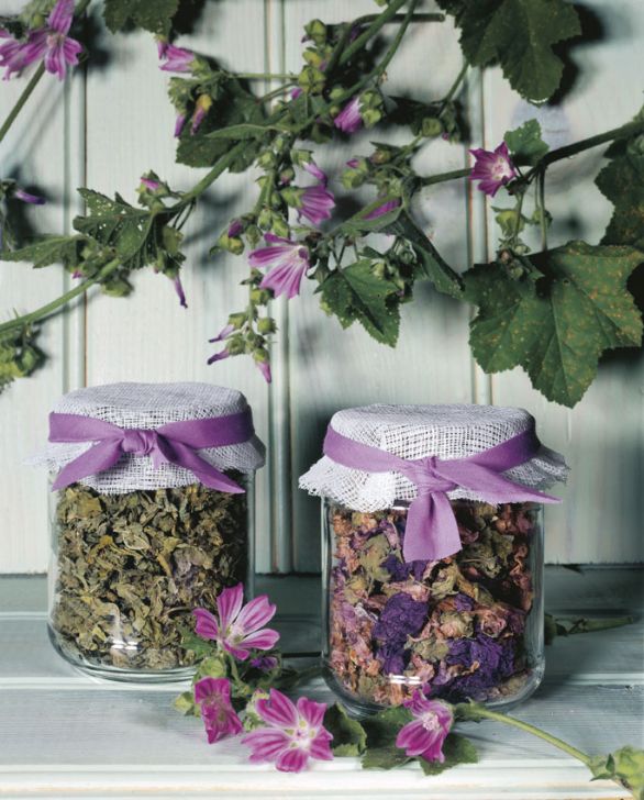 La malva come antinfiammatorio adatto a tutti La malva è una pianta delicata, indicata per chiunque, dagli adulti ai bambini, che contiene mucillagini utili contro gli stati infiammatori delle mucose, contro la stitichezza e per assorbire le tossine. Contiene vari complessi vitaminici che aiutano a combatte virus e batteri sia intestinali che polmonari. Inoltre ha dimostrato effetti antispasmodici, diuretici e la capacità di ridurre la fragilità dei capillari. La malva come antinfiammatorio adatto a tutti La malva è una pianta delicata, indicata per chiunque, dagli adulti ai bambini, che contiene mucillagini utili contro gli stati infiammatori delle mucose, contro la stitichezza e per assorbire le tossine. Contiene vari complessi vitaminici che aiutano a combatte virus e batteri sia intestinali che polmonari. Inoltre ha dimostrato effetti antispasmodici, diuretici e la capacità di ridurre la fragilità dei capillari.