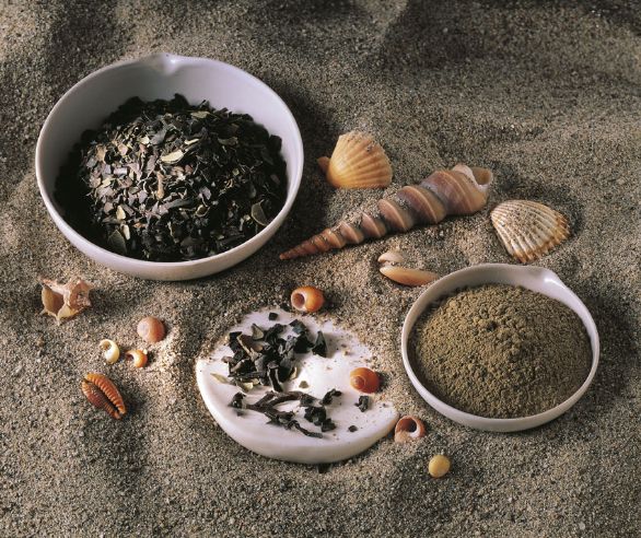 Le proprietà curative della quercia marina La quercia marina, Fucus vesciculosus, è un'alga che per il suo elevato contenuto di iodio e vitamine serve per preparare farmaci destinati a combattere l'obesità e il rachitismo. Le proprietà curative della quercia marina La quercia marina, Fucus vesciculosus, è un'alga che per il suo elevato contenuto di iodio e vitamine serve per preparare farmaci destinati a combattere l'obesità e il rachitismo.