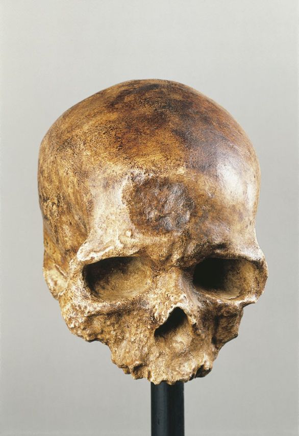 Cranio di Homo sapiens di Cro-Magnon L'Homo sapiens compare, nelle sue forme più arcaiche, quando ancora erano presenti gruppi di Homo erectus. Cranio di Homo sapiens di Cro-Magnon L'Homo sapiens compare, nelle sue forme più arcaiche, quando ancora erano presenti gruppi di Homo erectus.