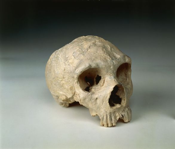 Cranio di una donna di Neandertal (Homo neanderthalensis) rinvenuto a Forbes Quarry Nel 1856 venne scoperto presso Düsseldorf, in Germania, il primo cranio fossile, quello di Neandertal, che, nonostante gli oppositori dell'epoca, divenne una prova certa dell'evoluzione anche per l'uomo. Cranio di una donna di Neandertal (Homo neanderthalensis) rinvenuto a Forbes Quarry Nel 1856 venne scoperto presso Düsseldorf, in Germania, il primo cranio fossile, quello di Neandertal, che, nonostante gli oppositori dell'epoca, divenne una prova certa dell'evoluzione anche per l'uomo.