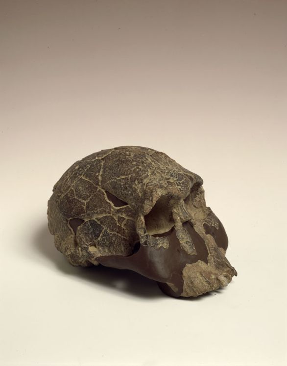 Cranio di Homo habilis. Reperto KNM ER 1470, scoperto nel 1972 da Richard Leakey (1944) a Koobi Fora, in Kenya Richard Leakey (1903-1972) è stato un paleontologo e antropologo inglese e in diverse campagne di scavi effettuate in Tanzania e Kenya portò alla luce numerosi resti fossili che si rivelarono di'importanza fondamentale per la paleoantropologia e in particolare per le conoscenze delle Australopitecine. Cranio di Homo habilis. Reperto KNM ER 1470, scoperto nel 1972 da Richard Leakey (1944) a Koobi Fora, in Kenya Richard Leakey (1903-1972) è stato un paleontologo e antropologo inglese e in diverse campagne di scavi effettuate in Tanzania e Kenya portò alla luce numerosi resti fossili che si rivelarono di'importanza fondamentale per la paleoantropologia e in particolare per le conoscenze delle Australopitecine.