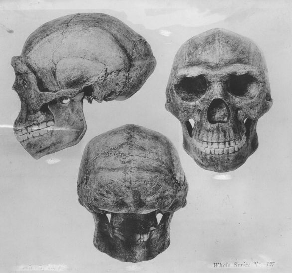 Disegno di cranio di sinantropo, ominide fossile del Pleistocene medio. Visione frontale, laterale e occipitale Rispetto ad altre discipline antropologiche, la paleoantropologia possiede una sua problematica intrinseca in quanto, mentre lo studio dell'uomo attuale non trova difficoltà di verifica delle ipotesi attraverso una rigorosa metodologia sperimentale, le ipotesi e le teorie della paleoantropologia cercano una conferma attraverso un processo deduttivo-induttivo che, in quanto tale, porta a un relativo soggettivismo interpretativo. Disegno di cranio di sinantropo, ominide fossile del Pleistocene medio. Visione frontale, laterale e occipitale Rispetto ad altre discipline antropologiche, la paleoantropologia possiede una sua problematica intrinseca in quanto, mentre lo studio dell'uomo attuale non trova difficoltà di verifica delle ipotesi attraverso una rigorosa metodologia sperimentale, le ipotesi e le teorie della paleoantropologia cercano una conferma attraverso un processo deduttivo-induttivo che, in quanto tale, porta a un relativo soggettivismo interpretativo.