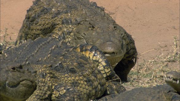 Un gruppo di Coccodrilli del Nilo Gruppo di Coccodrilli del Nilo sulla terra ferma