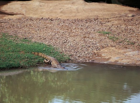 Coccodrillo del Nilo in acqua Un coccodrillo del Nilo (Crocodylus niloticus), Crocodilidi, si immerge nel fiume Comoe', nel Parco Nazionale di Comoe', Costa d'Avorio. Coccodrillo del Nilo in acqua Un coccodrillo del Nilo (Crocodylus niloticus), Crocodilidi, si immerge nel fiume Comoe', nel Parco Nazionale di Comoe', Costa d'Avorio.