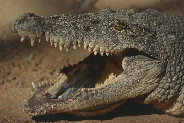 Particolare fauci del Coccodrillo del Nilo Zoologia - Rettili - Crocodilidi - Coccodrillo del Nilo (Crocodylus niloticus) Particolare fauci del Coccodrillo del Nilo Zoologia - Rettili - Crocodilidi - Coccodrillo del Nilo (Crocodylus niloticus)