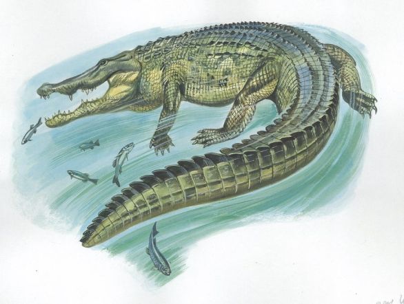 Coccodrillo del Nilo a caccia Coccodrillo del Nilo (Crocodylus niloticus) mentre cattura pesci. Disegno. Coccodrillo del Nilo a caccia Coccodrillo del Nilo (Crocodylus niloticus) mentre cattura pesci. Disegno.