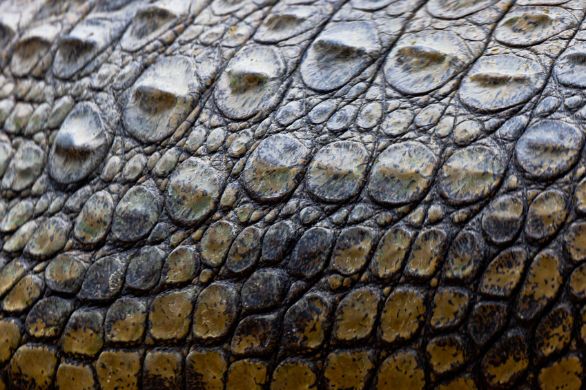 Corazza di un Coccodrillo del Nilo Particolare della corazza di un Coccodrillo del Nilo Corazza di un Coccodrillo del Nilo Particolare della corazza di un Coccodrillo del Nilo