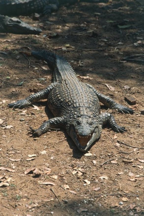 Coccodrillo del Nilo sulla terra ferma Coddodrillo del Nilo (Crocodylus niloticus), Crocodilidi. Coccodrillo del Nilo sulla terra ferma Coddodrillo del Nilo (Crocodylus niloticus), Crocodilidi.