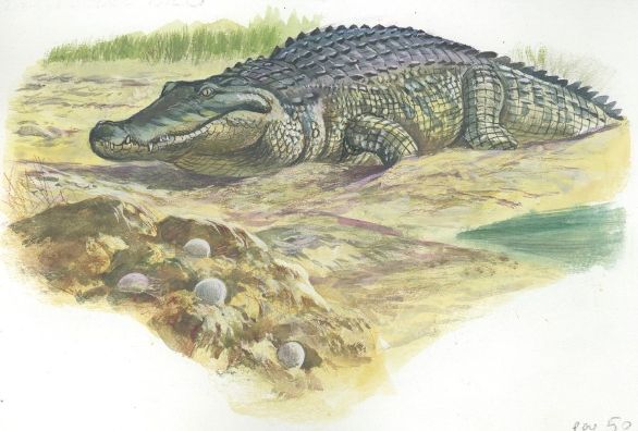 Il Coccodrillo del Nilo con le sue uova Coccodrillo del Nilo (Crocodylus niloticus) accanto alle uova deposte. Disegno. Il Coccodrillo del Nilo con le sue uova Coccodrillo del Nilo (Crocodylus niloticus) accanto alle uova deposte. Disegno.