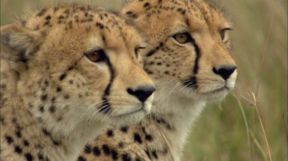 Coppia di ghepardi Una coppia di ghepardi fissa l'orizzonte, indisturbata nel proprio habitat naturale Coppia di ghepardi Una coppia di ghepardi fissa l'orizzonte, indisturbata nel proprio habitat naturale