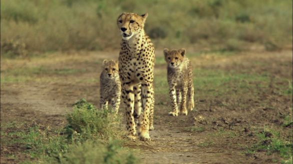 Mamma ghepardo Una femmina di ghepardo con i suoi cuccioli in cerca di prede Mamma ghepardo Una femmina di ghepardo con i suoi cuccioli in cerca di prede