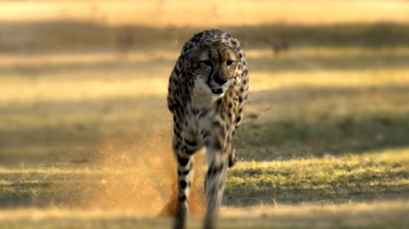 La corsa del ghepardo Ghepardo intento nell'inseguimento della preda durante la caccia La corsa del ghepardo Ghepardo intento nell'inseguimento della preda durante la caccia