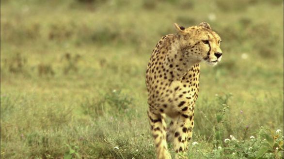 Il ghepardo nel suo habitat Un esemplare di ghepardo si aggira indisturbato nel suo habitat naturale Il ghepardo nel suo habitat Un esemplare di ghepardo si aggira indisturbato nel suo habitat naturale