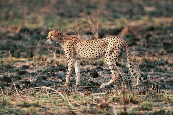 Ghepardo del Burkina Faso affamato Zoologia - Felidi - Ghepardo (Acinonyx jubatus). Burkina Faso, Arly National Park. Ghepardo del Burkina Faso affamato Zoologia - Felidi - Ghepardo (Acinonyx jubatus). Burkina Faso, Arly National Park.