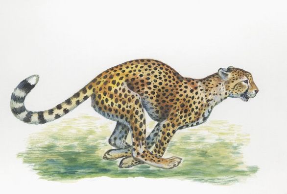 Ghepardo in corsa Zoologia. Ghepardo mentre corre, tavola pittorica Ghepardo in corsa Zoologia. Ghepardo mentre corre, tavola pittorica