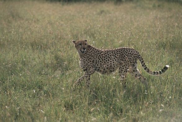Ghepardo del Kenya Zoologia - Felidi - Ghepardo (Acinonys jubatus). Kenya - Masai Mara Game Reserve Ghepardo del Kenya Zoologia - Felidi - Ghepardo (Acinonys jubatus). Kenya - Masai Mara Game Reserve