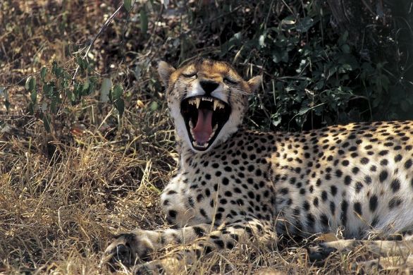 Le fauci del ghepardo Zoologia - Felidi - Ghepardo Acinonys Jubatus Kenya Masai Mara Le fauci del ghepardo Zoologia - Felidi - Ghepardo Acinonys Jubatus Kenya Masai Mara