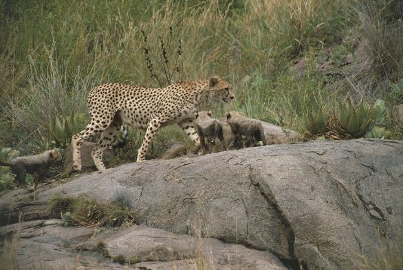 Cuccioli di ghepardo Tanzania - Serengeti National Park, ghepardi Cuccioli di ghepardo Tanzania - Serengeti National Park, ghepardi