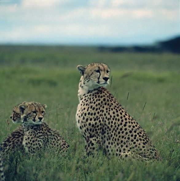 Piccoli di Ghepardio Zoologia - Felidi - Ghepardo (Acinonys Junatus), con i piccoli Piccoli di Ghepardio Zoologia - Felidi - Ghepardo (Acinonys Junatus), con i piccoli