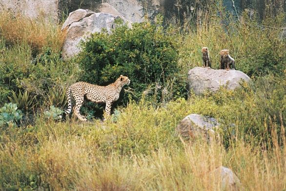 Mamma ghepardo Tanzania - Parco Nazionale del Serengeti. Ghepardi Mamma ghepardo Tanzania - Parco Nazionale del Serengeti. Ghepardi