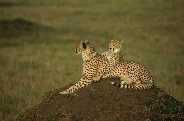 Mamma e figlio Zoologia - Felidi - Ghepardo (Acinonyx jubatus), con piccolo Mamma e figlio Zoologia - Felidi - Ghepardo (Acinonyx jubatus), con piccolo
