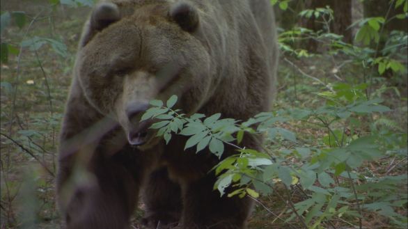 Orso grizzly Incontro ravvicinato con un grizzly in un bosco Orso grizzly Incontro ravvicinato con un grizzly in un bosco