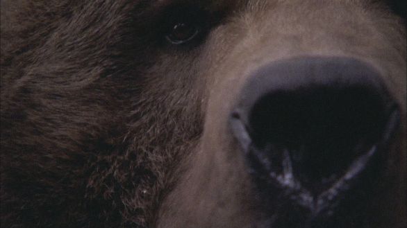Orso grizzly, particolare Particolare del muso dell'orso Grizzly Orso grizzly, particolare Particolare del muso dell'orso Grizzly
