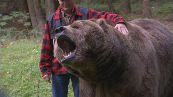 Orso grizzly, incontro ravvicinato L'orso Grizzly è pericoloso? Non sembrerebbe a giudicare dalla foto... Orso grizzly, incontro ravvicinato L'orso Grizzly è pericoloso? Non sembrerebbe a giudicare dalla foto...