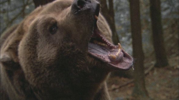 Orso grizzly particolare Un orso grizzly che bramisce Orso grizzly particolare Un orso grizzly che bramisce