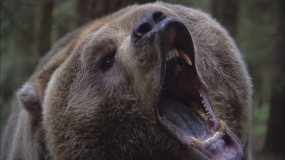 Orso grizzly che bramisce Che verso fa l'Orso Grizzly? ... Bramisce! Orso grizzly che bramisce Che verso fa l'Orso Grizzly? ... Bramisce!