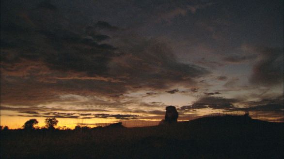 Leone, re della savana I paesaggi suggestivi della savana sullo sfondo, il leone che domina la scena